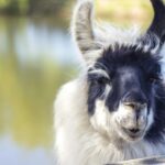 A llama standing in a paddock