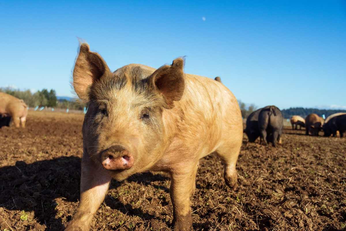 Pigs rooting and grazing on pasture