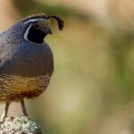 A quail standing on the ground
