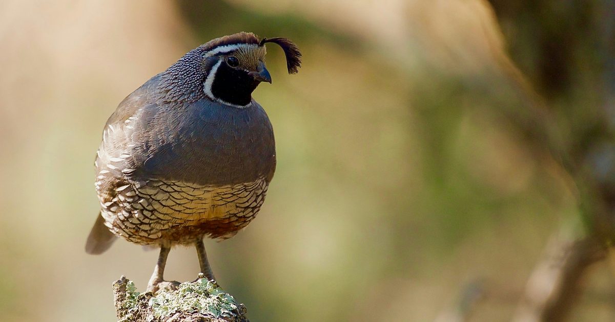 A quail standing on the ground