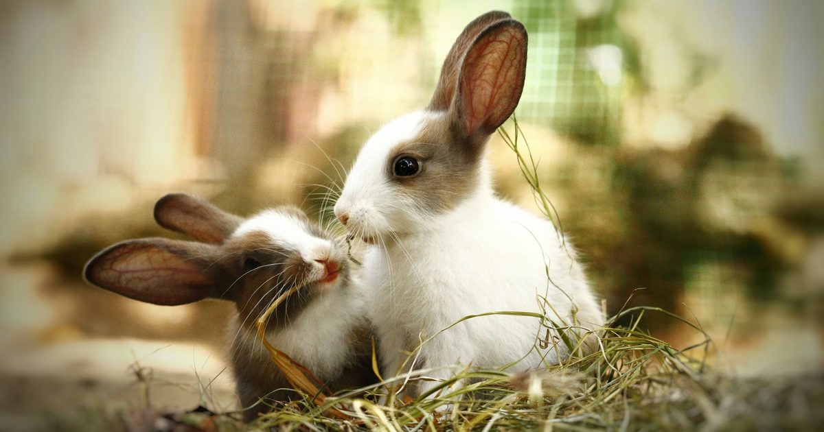 A rabbit eating hay