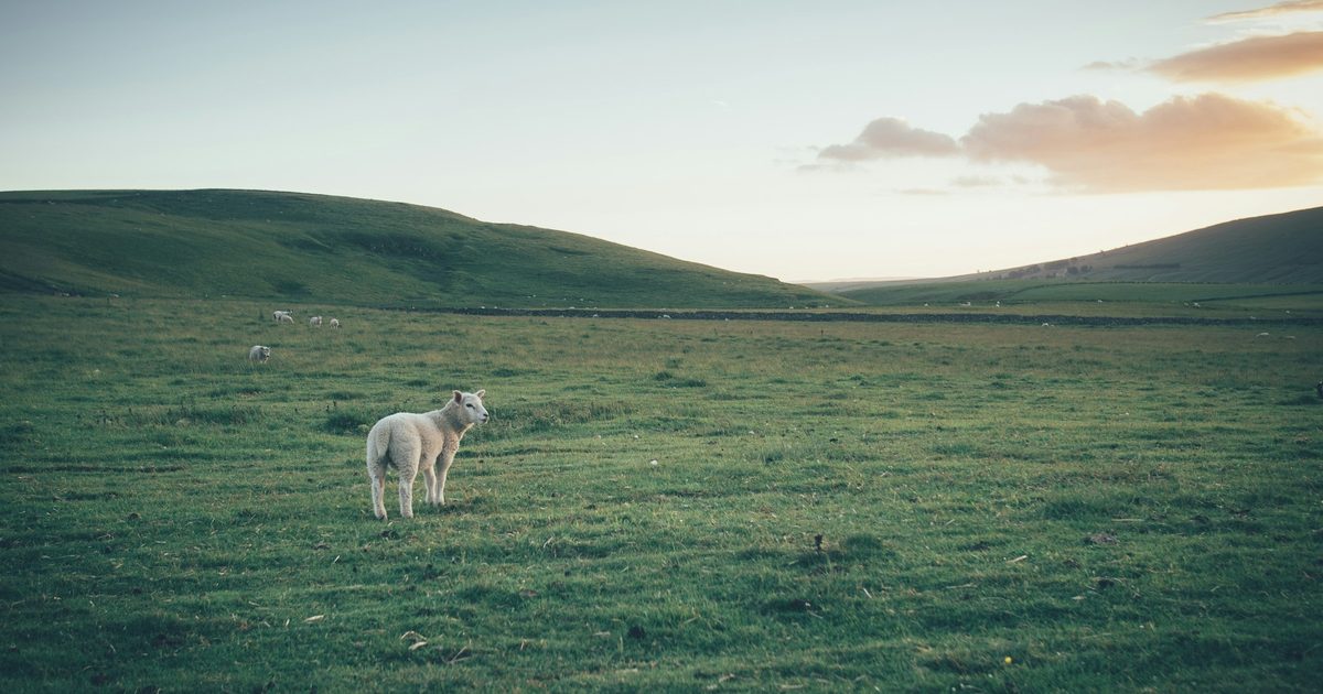 Sheep grazing on pasture