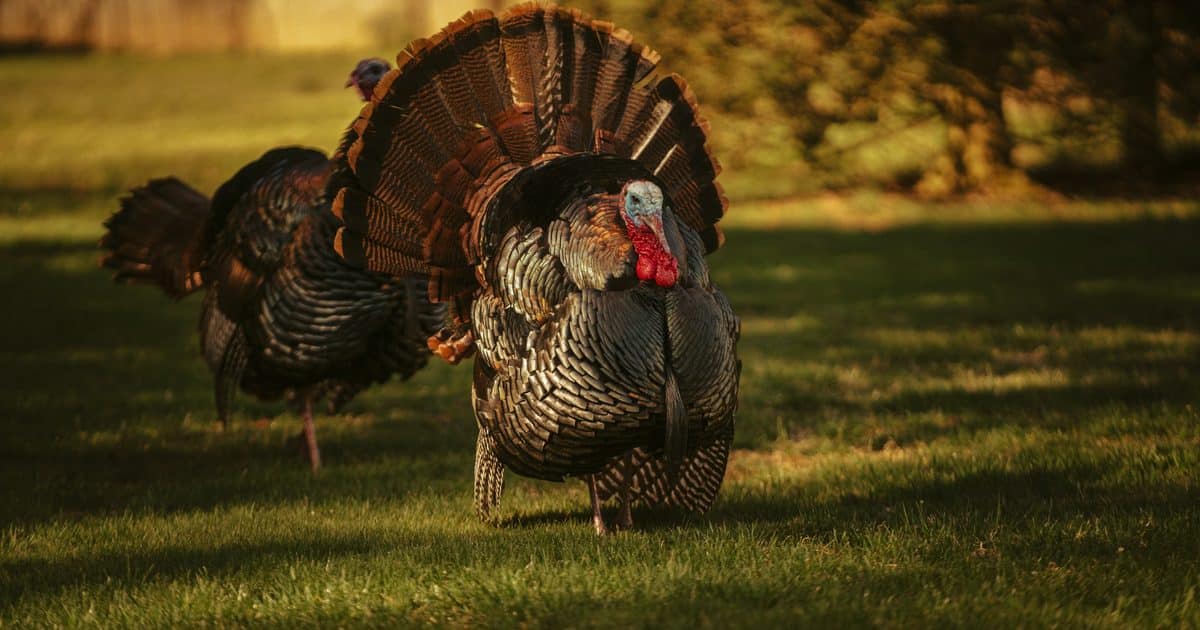 A turkey on pasture